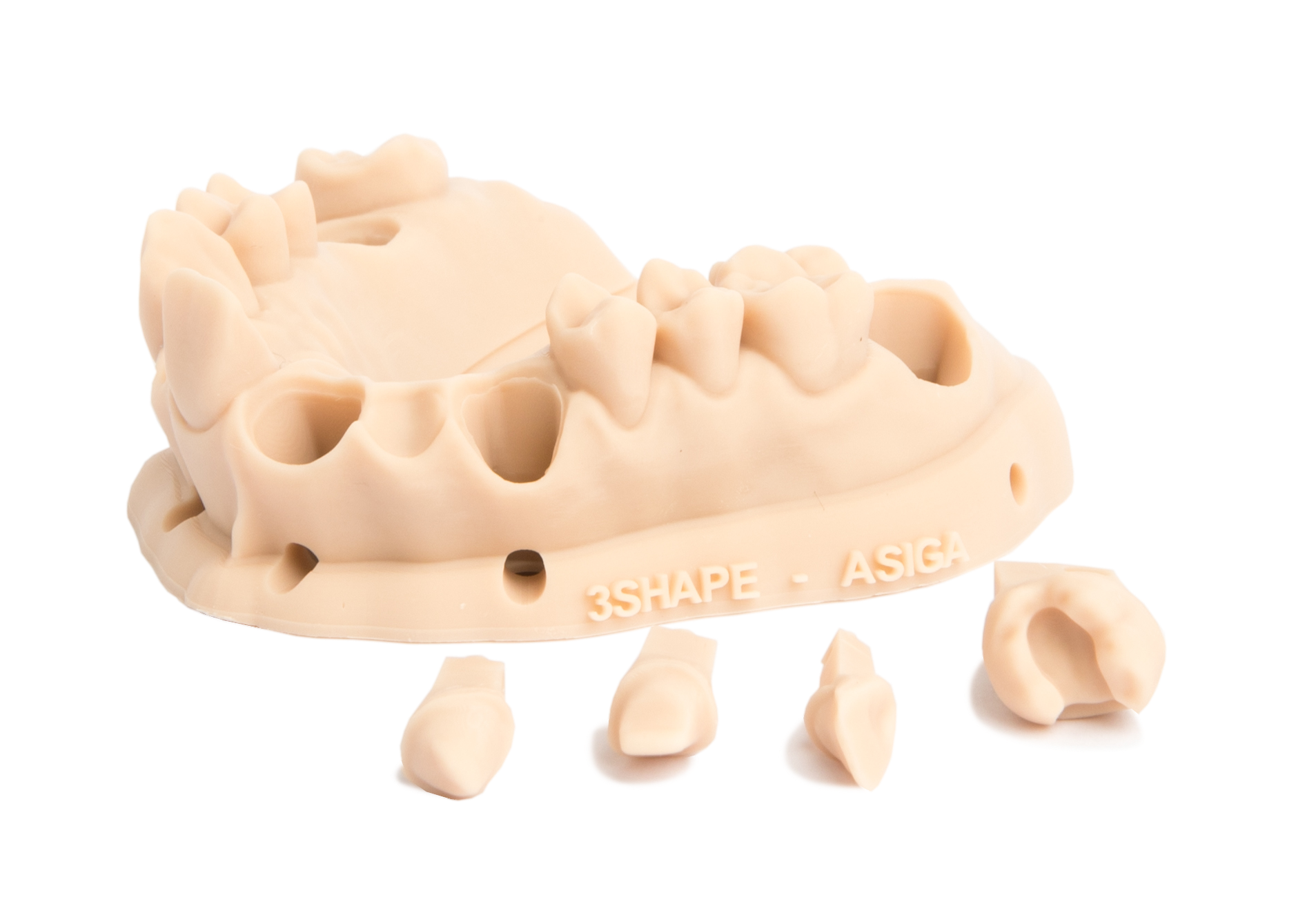 Asiga®: DentaMODEL